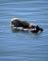 Morro Bay