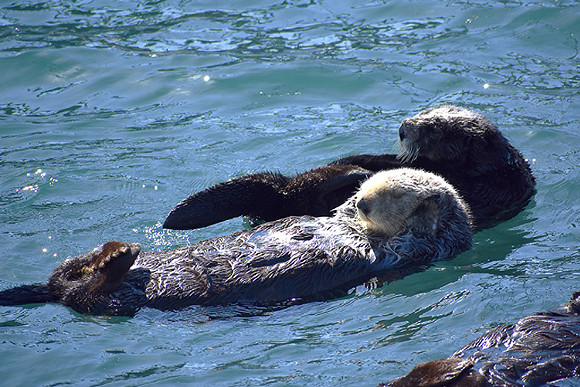 Morro Bay