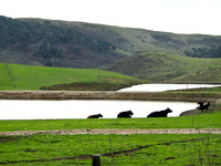 NatureScapes
