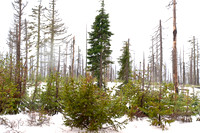Hwy 20 Santium Pass OR 44*40'N 121*85'W