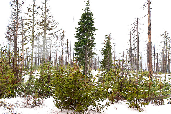 Hwy 20 Santium Pass OR 44*40'N 121*85'W