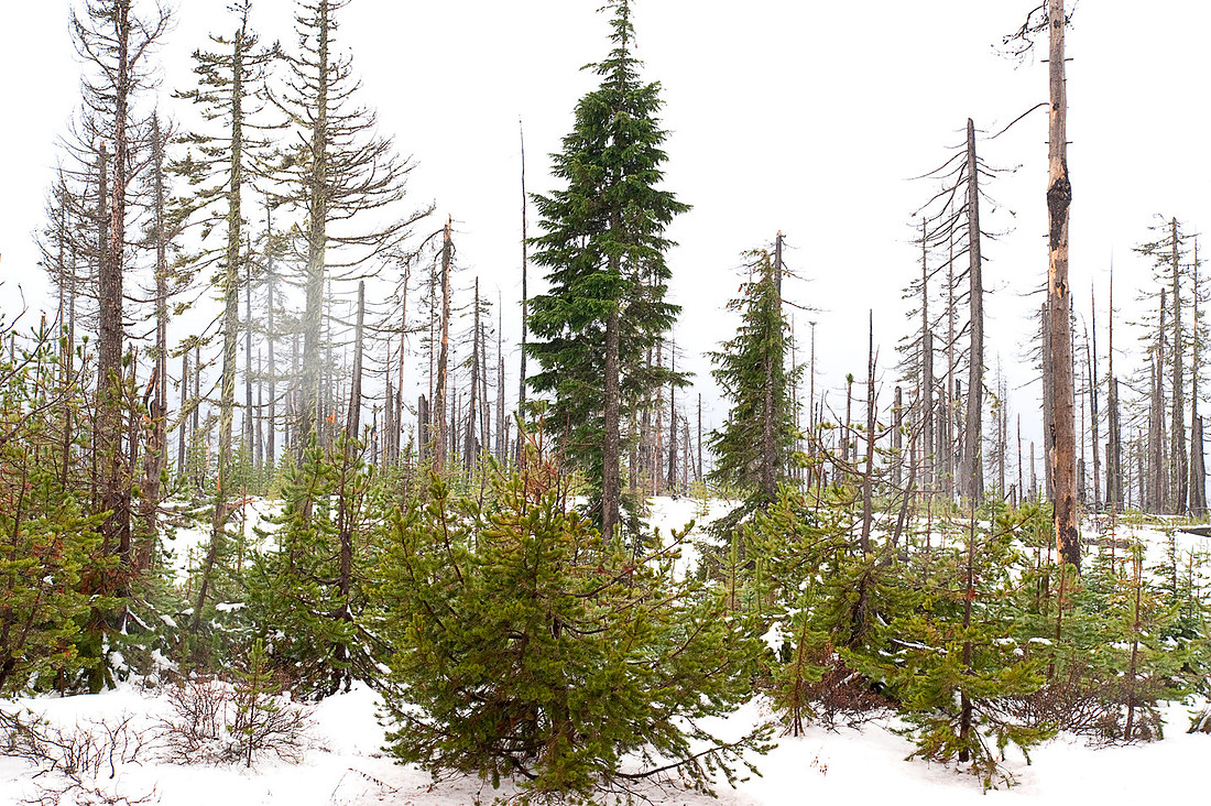Hwy 20 Santium Pass OR 44*40'N 121*85'W