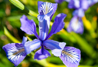 Flora And FaunaScapes